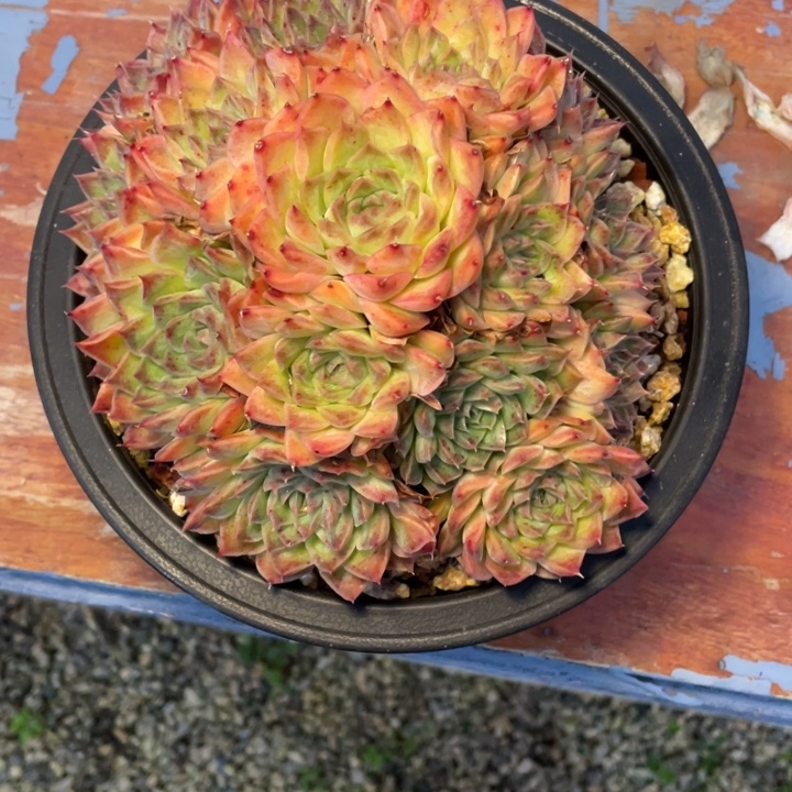 多肉天水海神海神