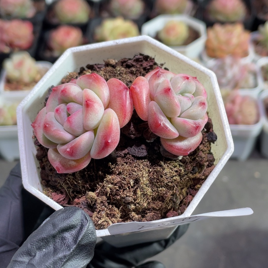 187号糖心冰心珍妮 开播福利