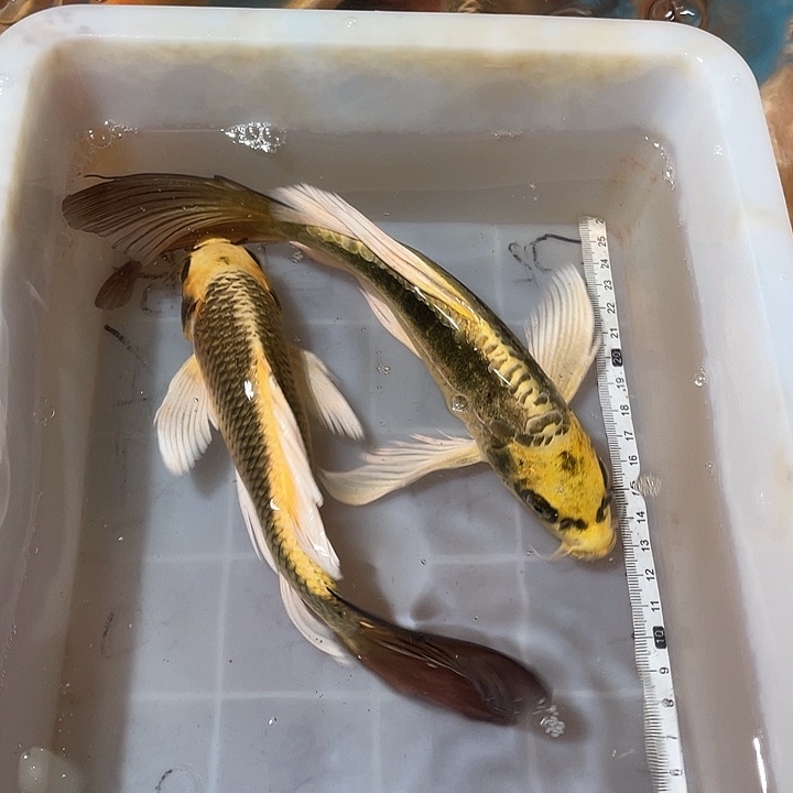 蝴蝶鲤鱼渔场直发114