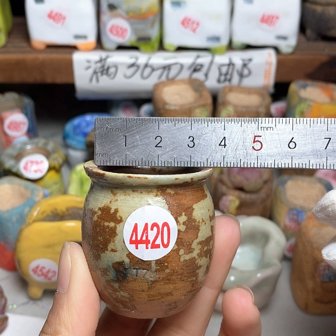 红陶拍5送一个小