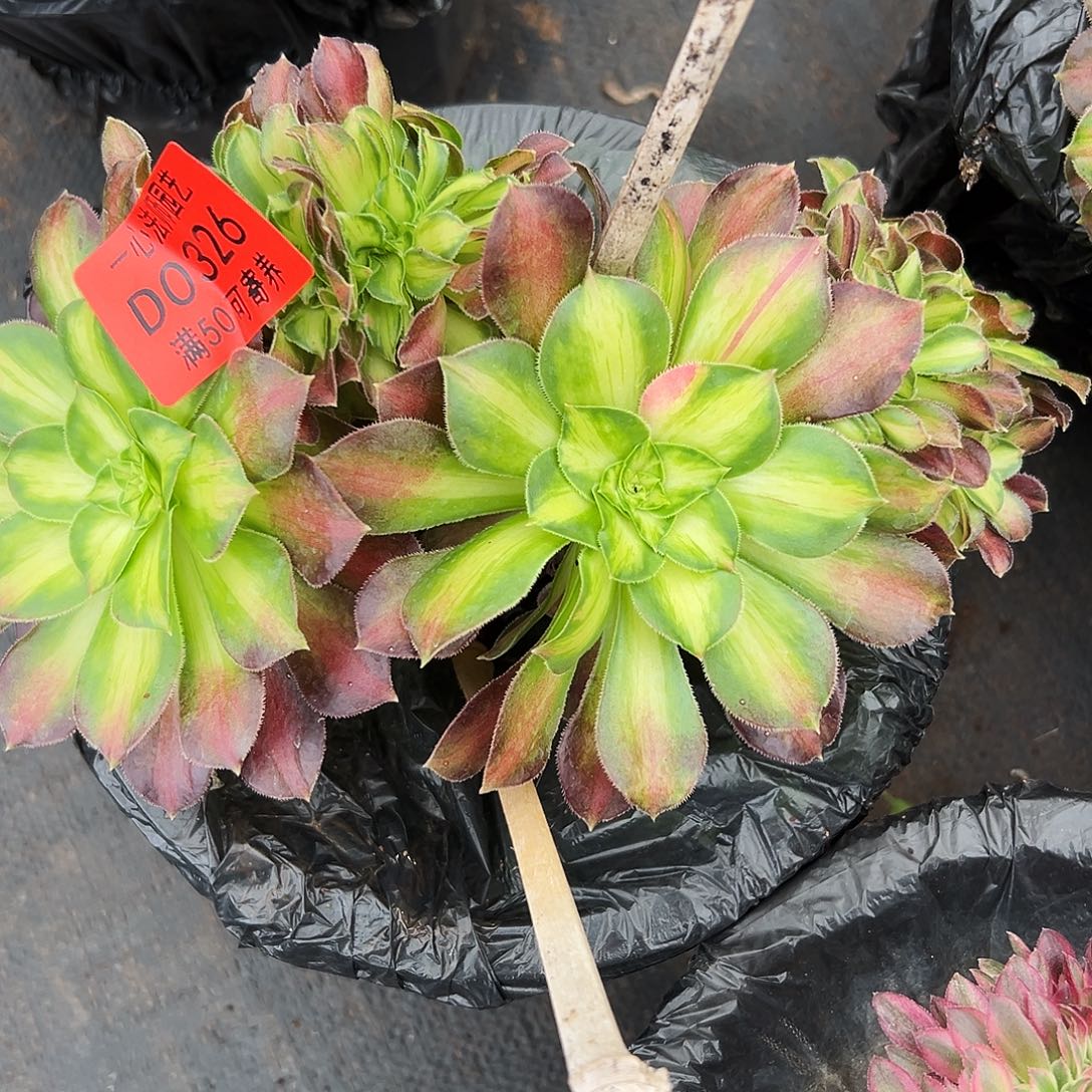 0326多肉植物韶华缀