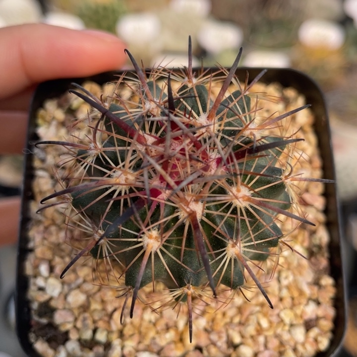 琥爪玉            实生根