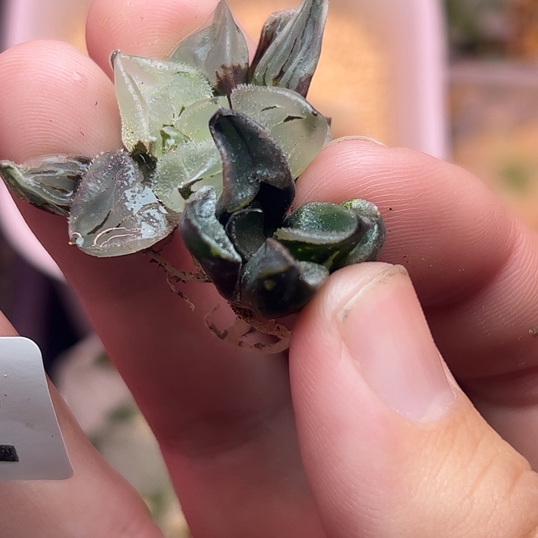 一***密832超值组合十二卷多肉