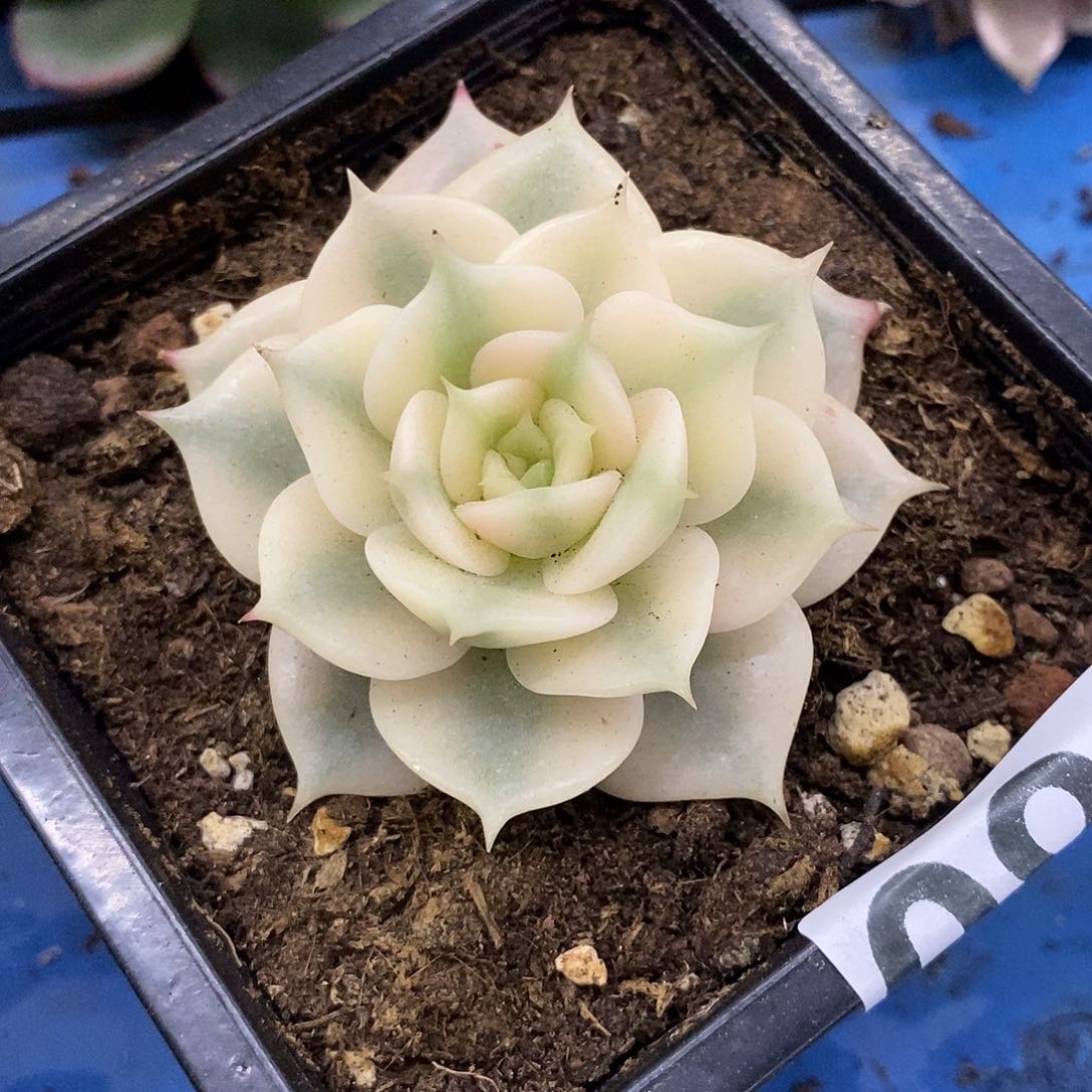 680贝加尔湖富伦锦多肉植物