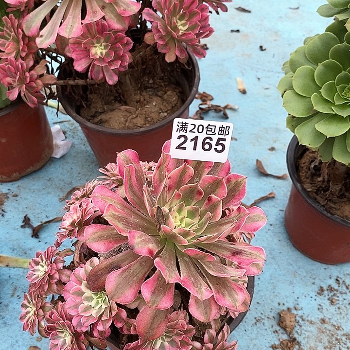 2165 一颗法师多肉