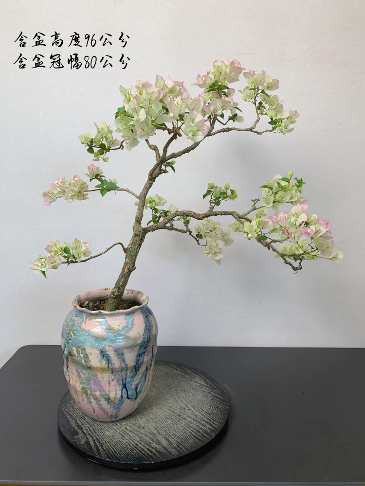 绿樱三角梅临水意境造型盆景