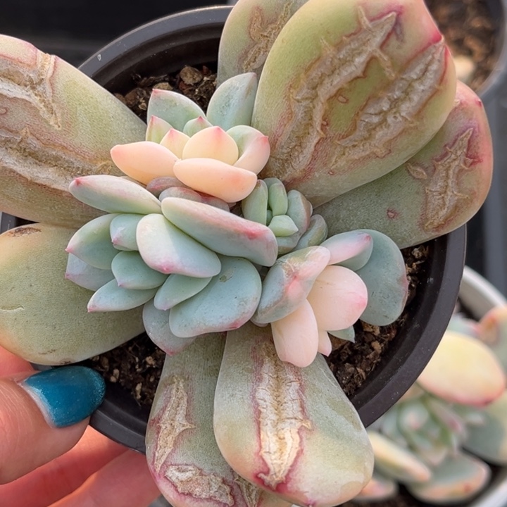 橙梦露锦花脸一颗价格