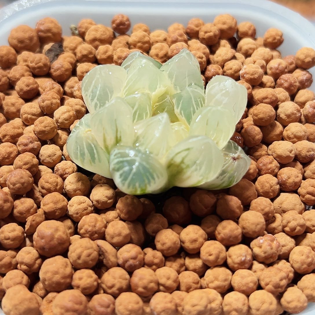 十二卷多肉I’m玉露锦