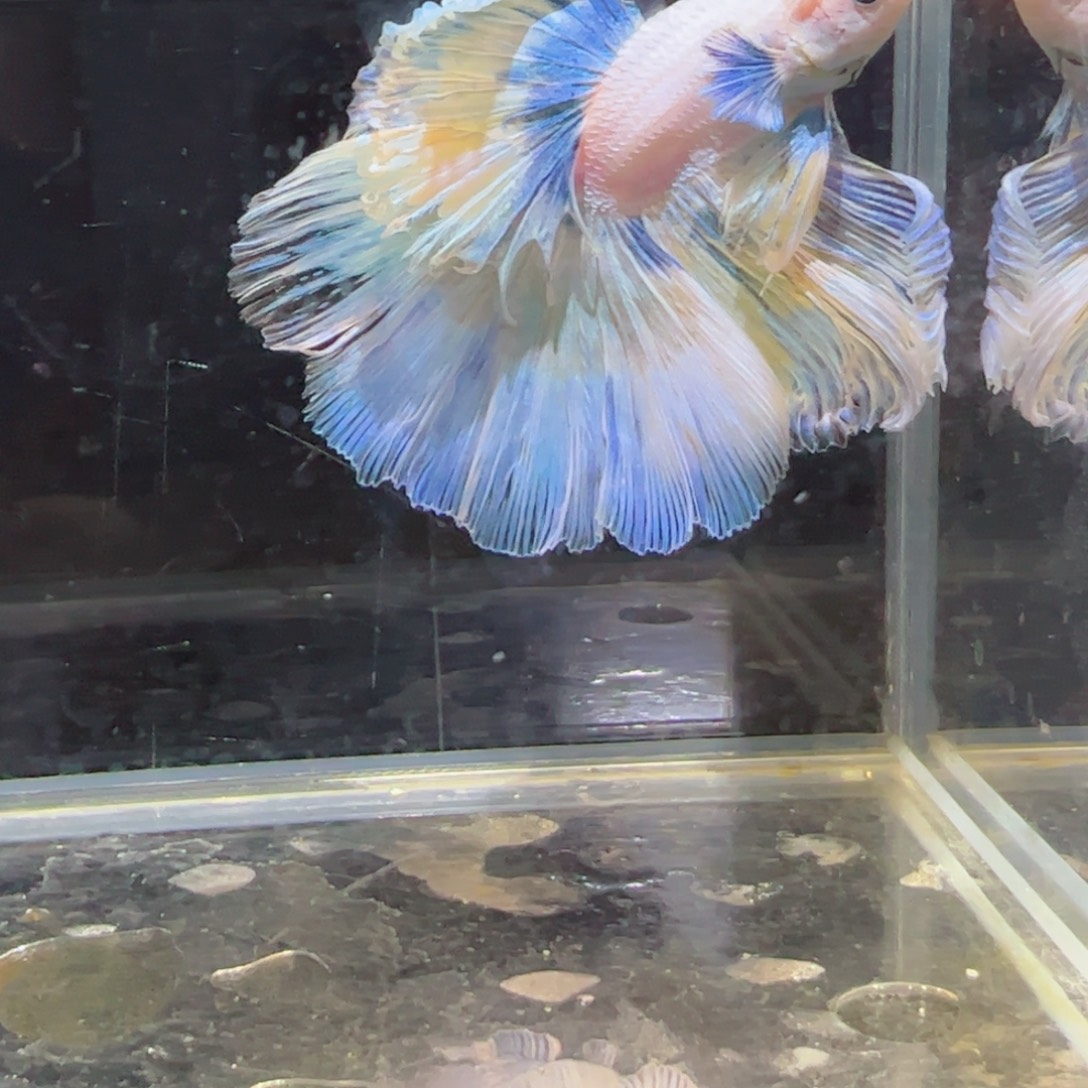 斗鱼浅色仙仙裙特殊尾