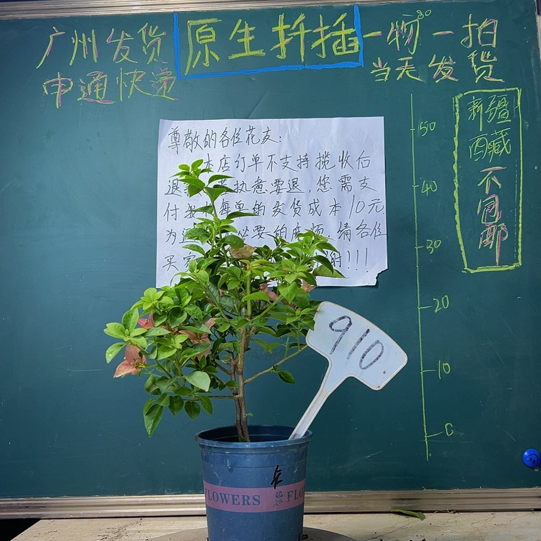 当前无花栽培后可以开花 卡亚塔 910