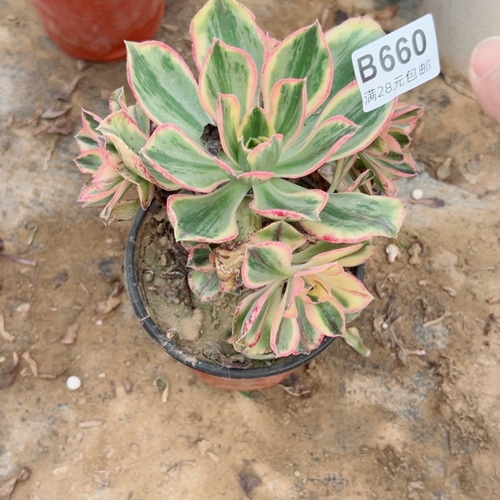 660青花瓷多肉植物