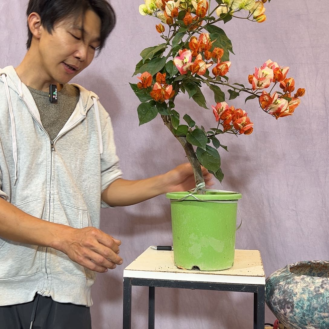 大量花朵（建议范围：8朵-15朵 或40%以上）凤凰