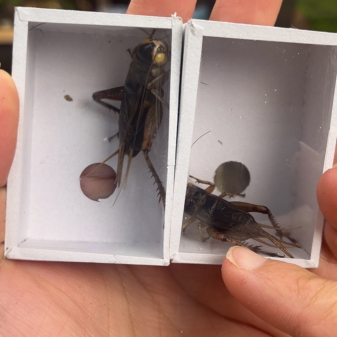 2条全品北京虫哈哈哈哈