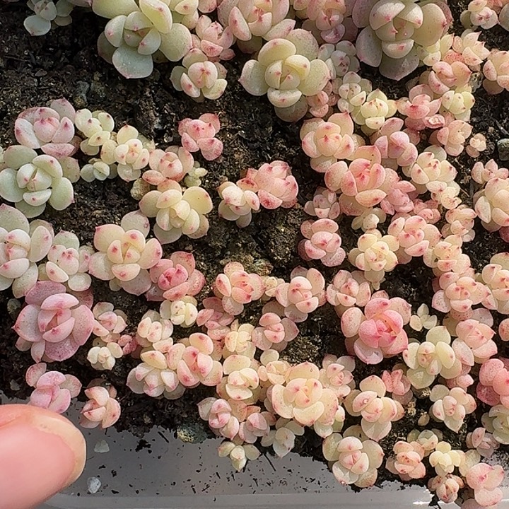 如图70编号221珍妮方向切糕一份不售后