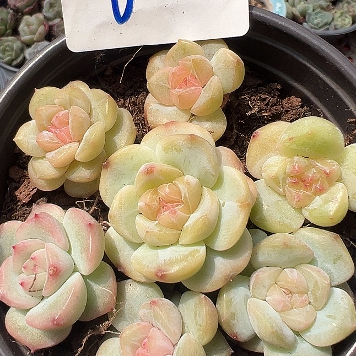 02 满19.9包邮 脱土发货