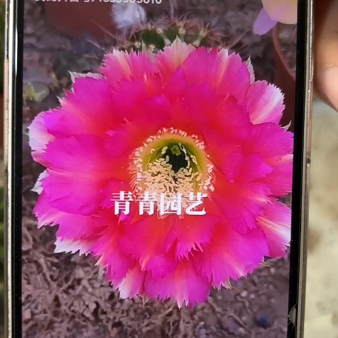 彩草1-2号6-7公分左右