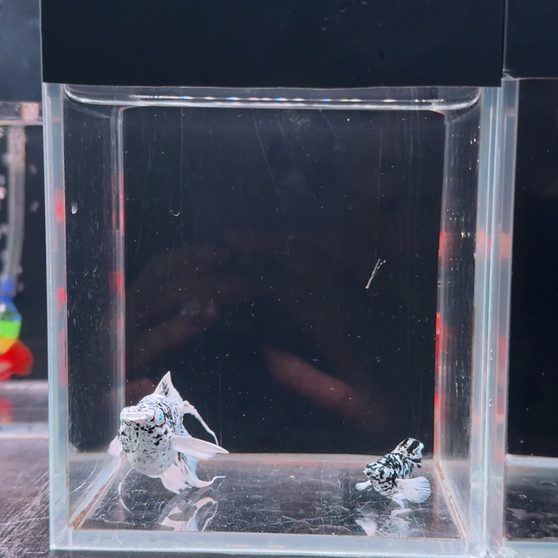 孔雀鱼1号玛丽2条