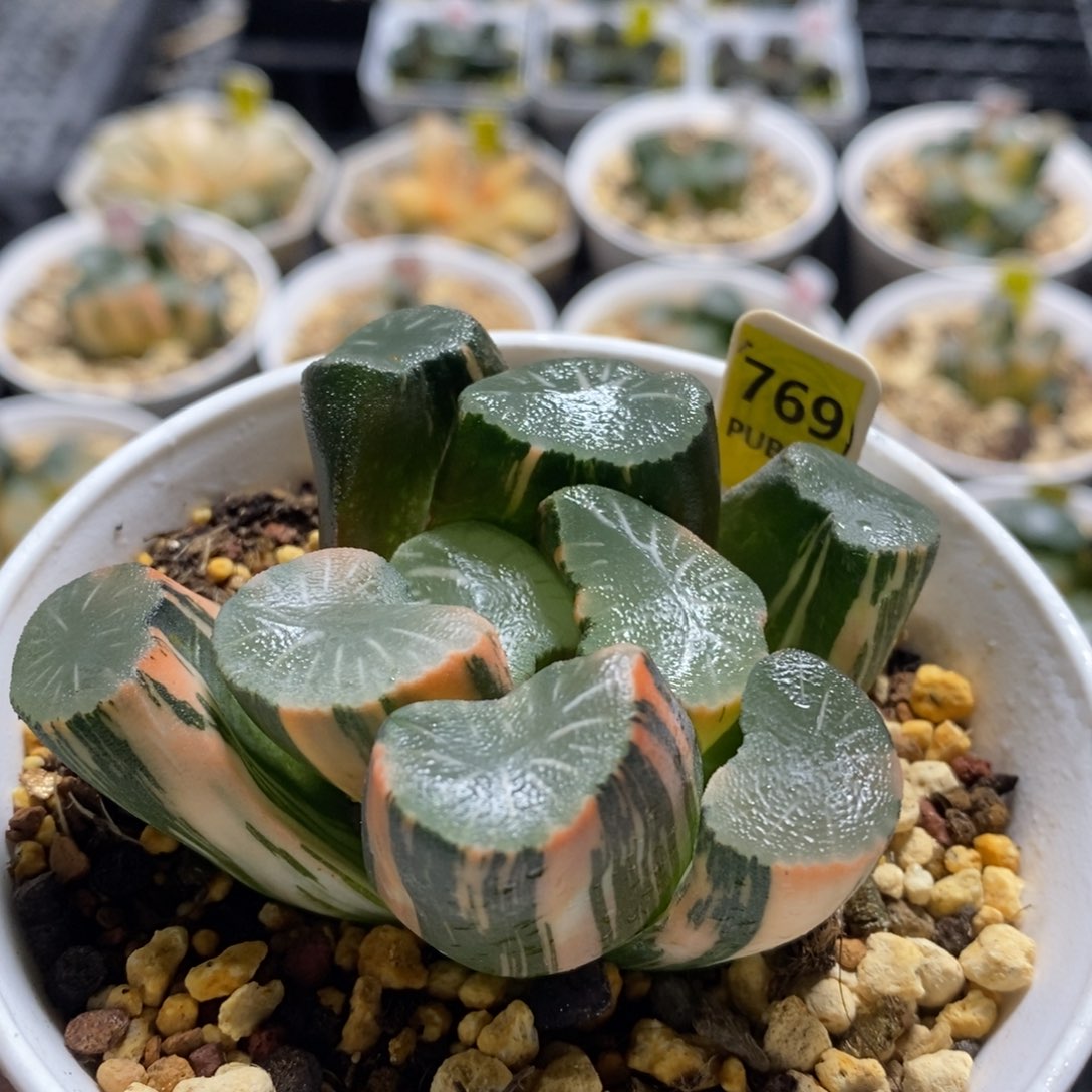 不开花植物769万象