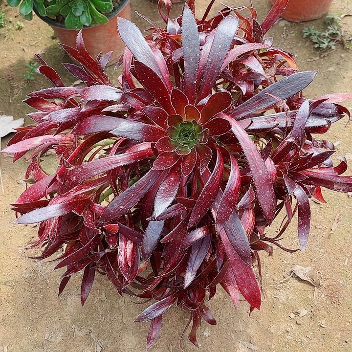 手捧孔雀法师一颗