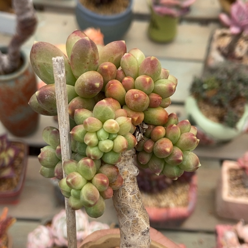 【闪购商品】千代田