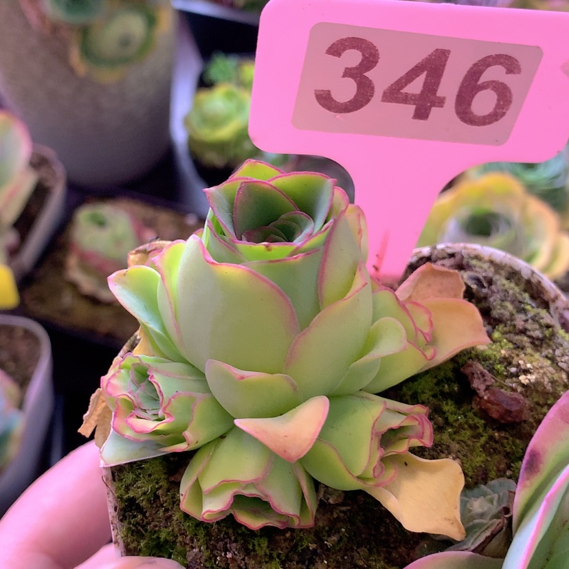 【闪购商品】yjj346加一个
