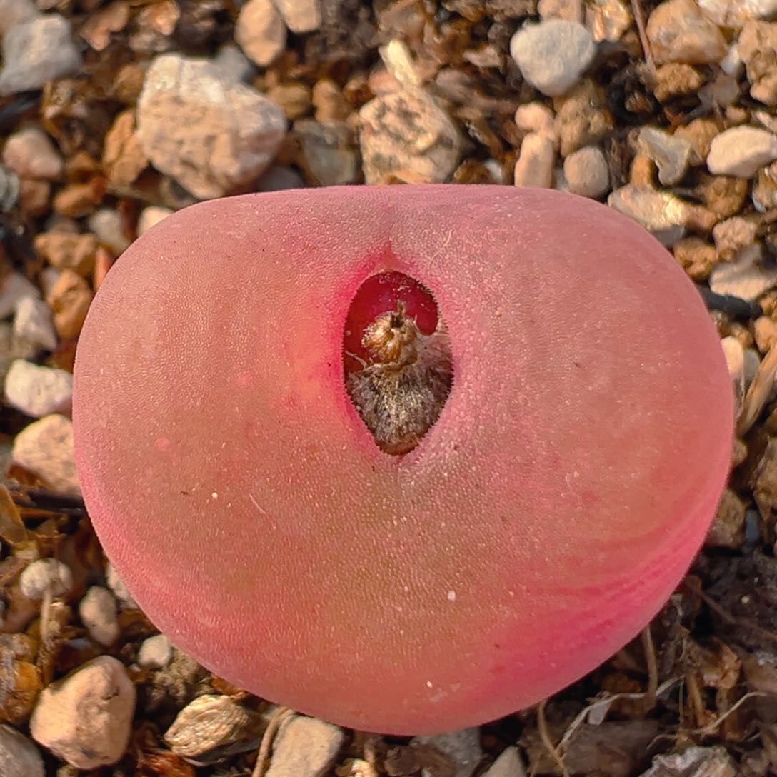 164多肉植物百科知识