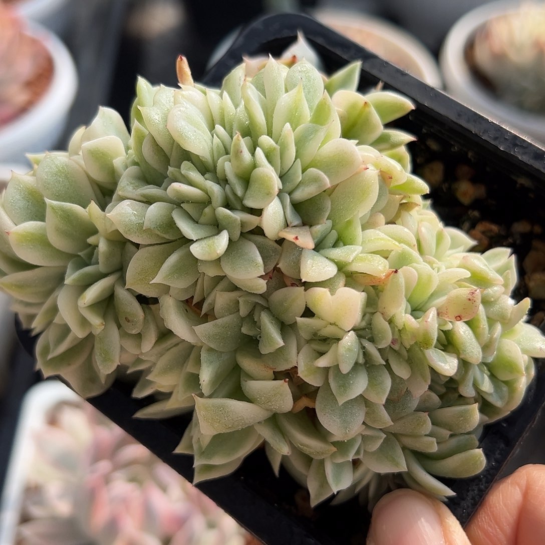 锦缀，多肉植物锦