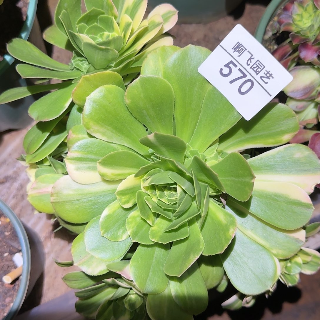 婉**?570多肉 万花筒法师一颗