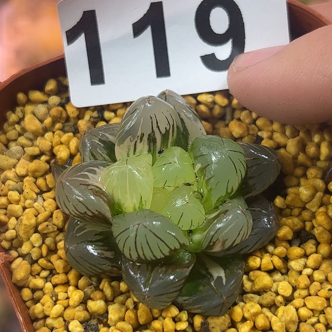 地泉锦十二卷多肉植物