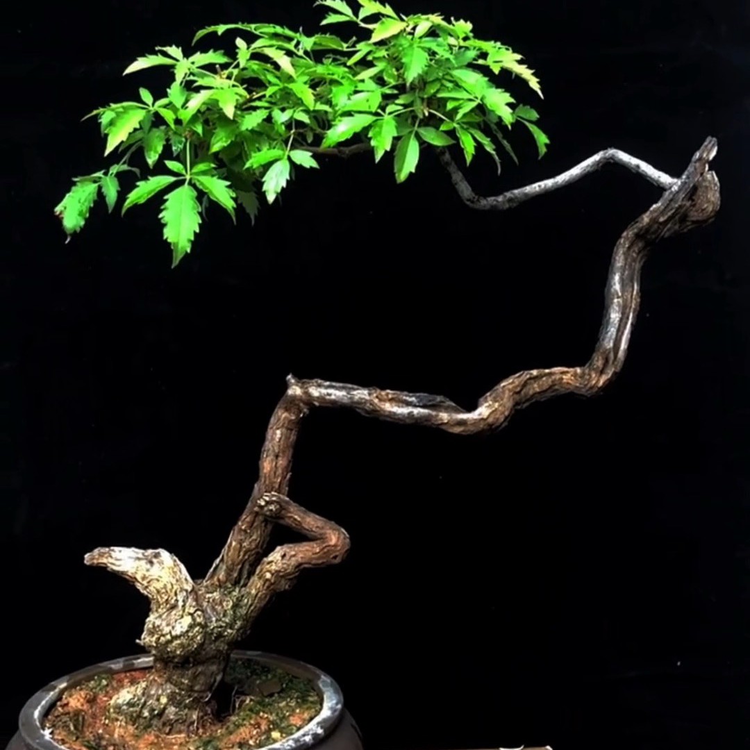精品小叶黄荆盆景