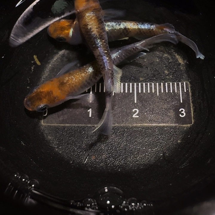 青鳉鱼一物一拍659
