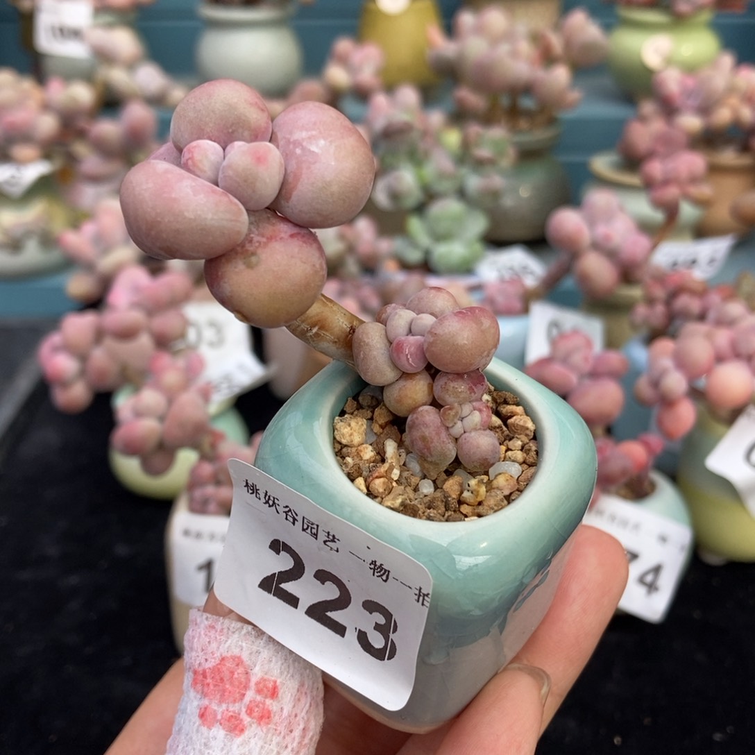 223糖果腰子蛋带盆土