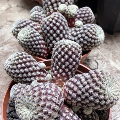 两盆国宝仙人球10米不退不换