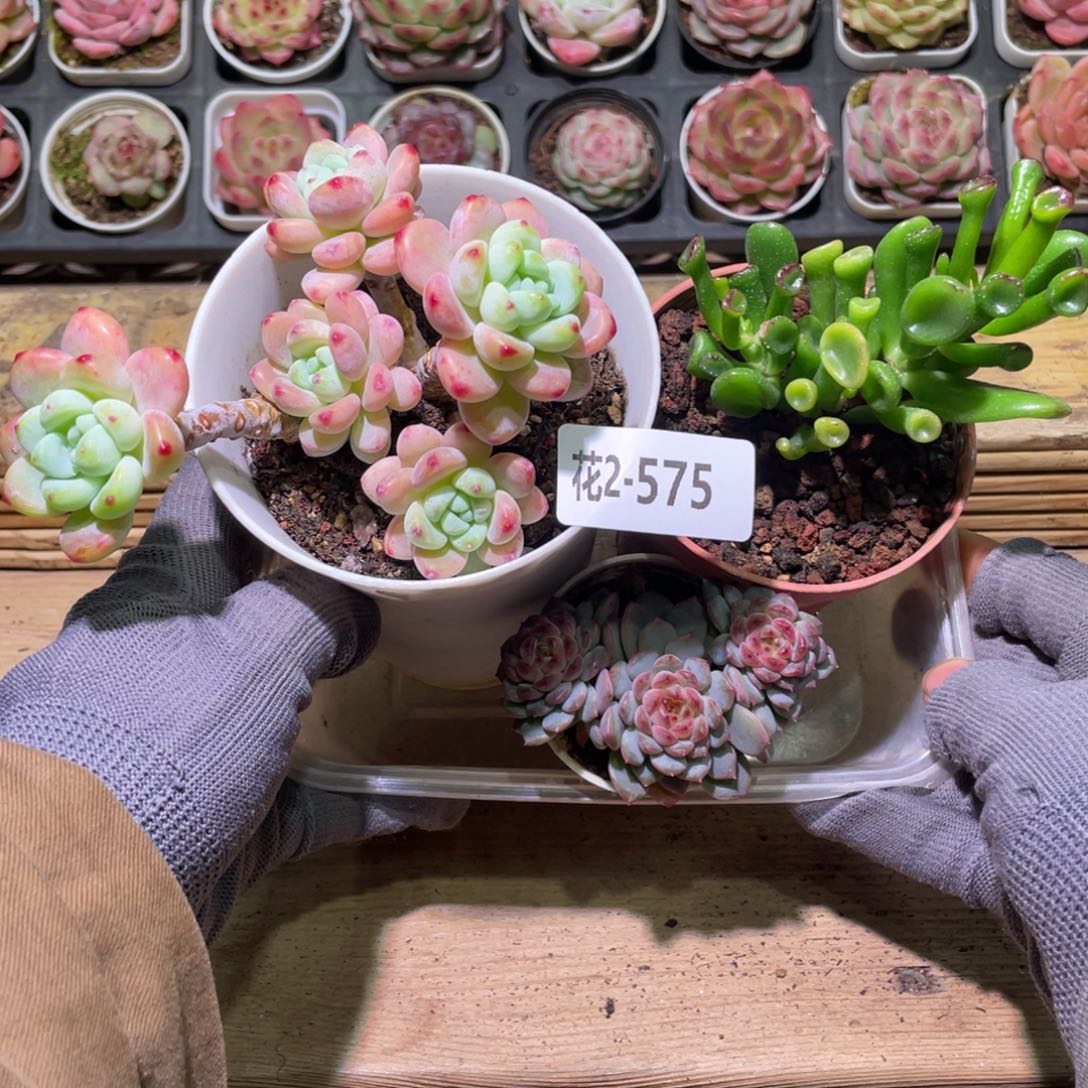 花利美2-575多肉3颗