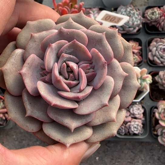 27美娅多肉植物多