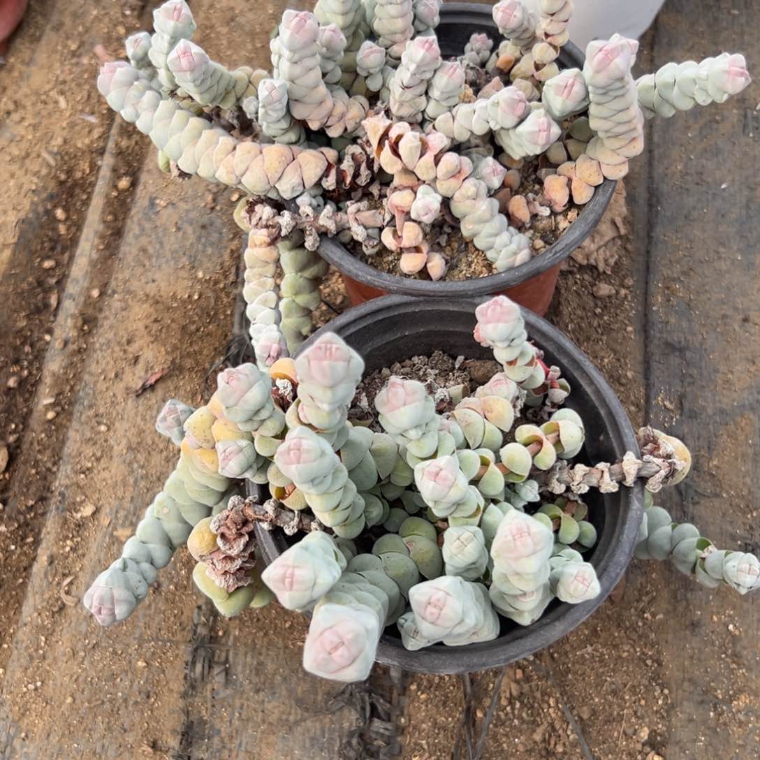 酷***?多肉植物多肉植物