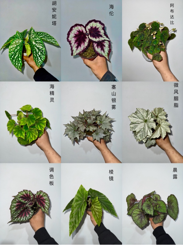 秋海棠一物一拍叶损（不售后）隔天发货绿植竹节秋海棠竹节海棠室内