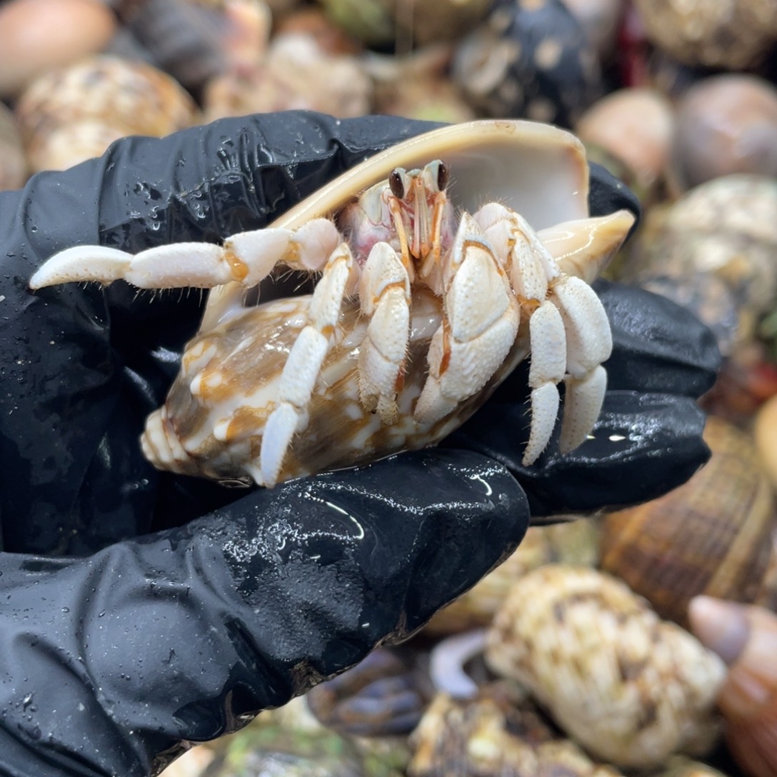 小***、让小编看看哥哥才吃饭