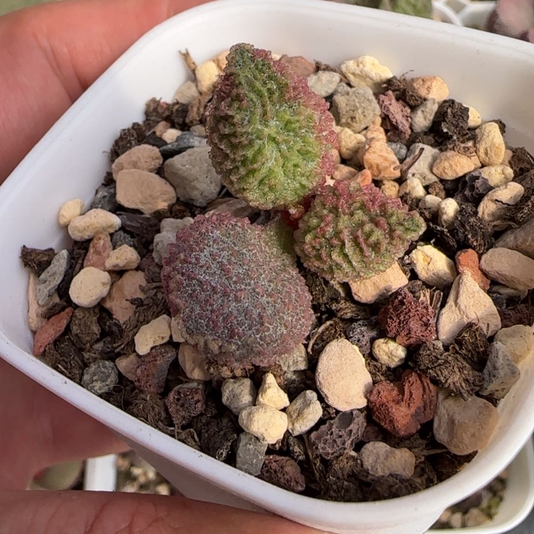 园艺水泡多肉植物桩