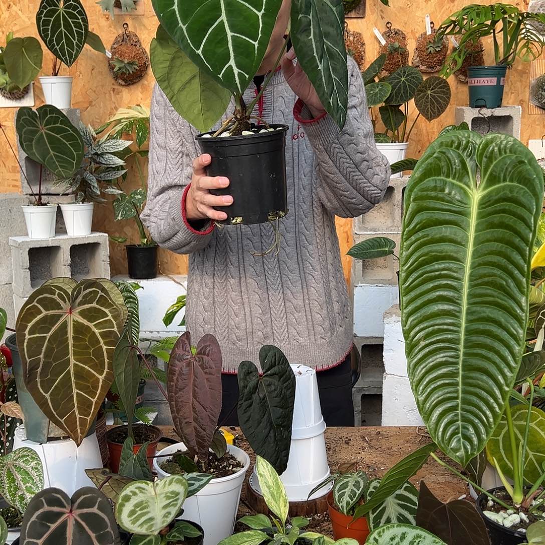 完全开放老桩花烛