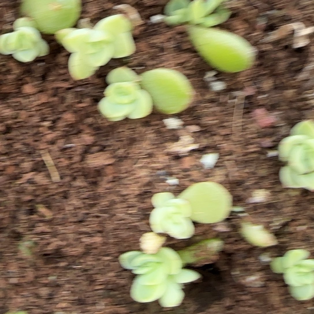 绿珍妮穴一个满25包邮