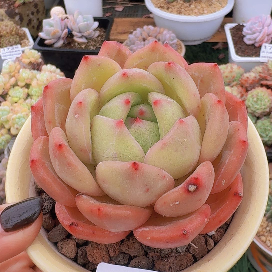 1717一物一拍（满28包邮）