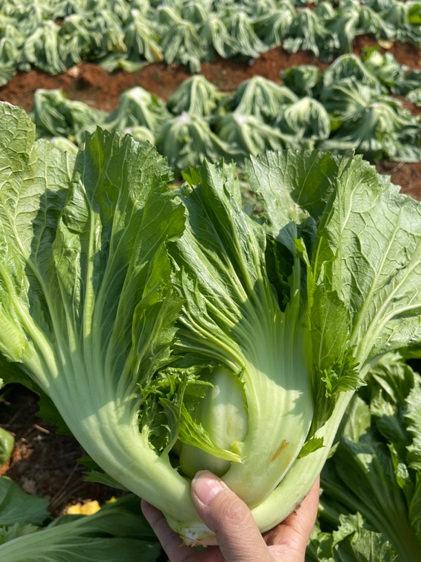 广西本地新鲜芥菜现摘现发，可做泡酸菜