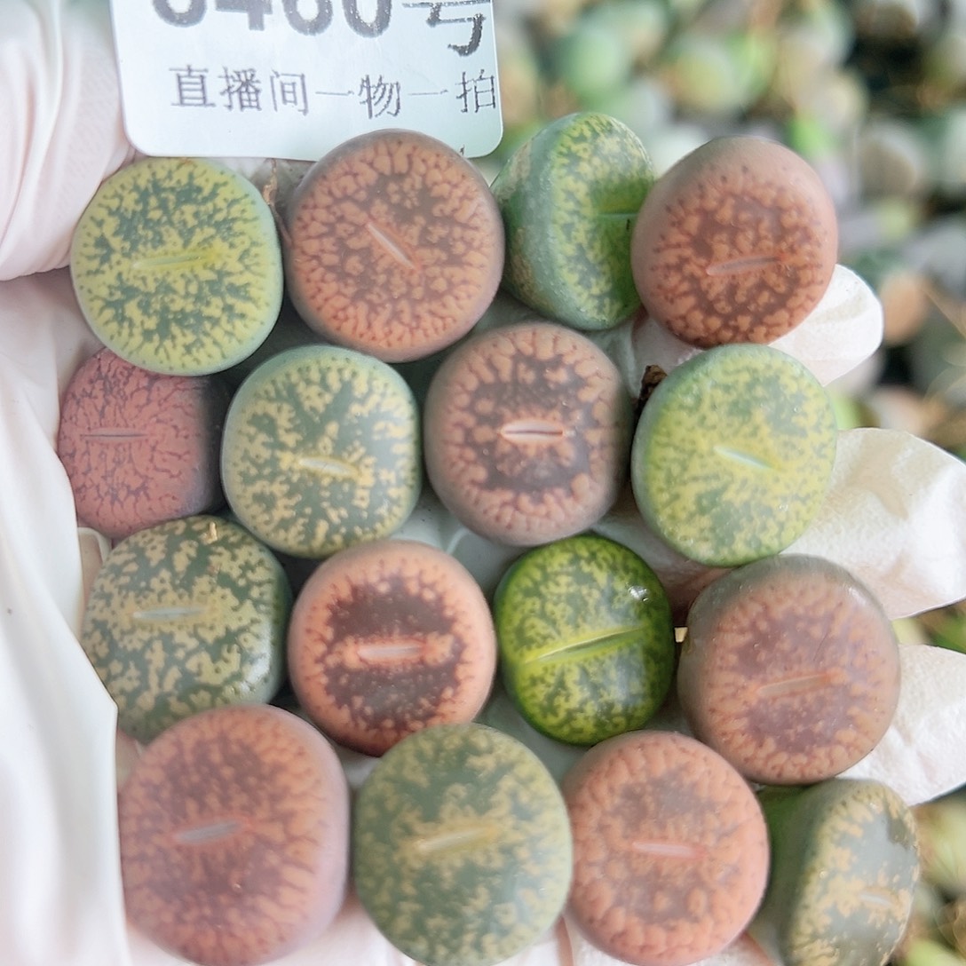 8460 好养易活生石花大母本15个1.5cm左右