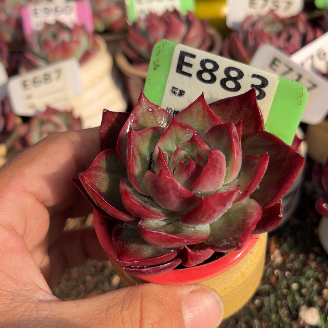 惊鸿一瞥883号多肉