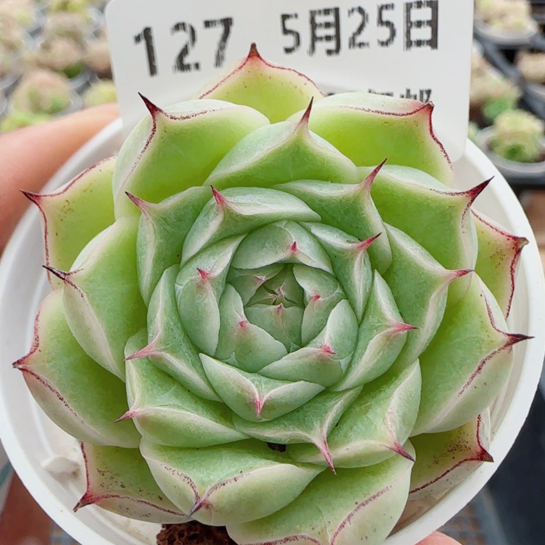花语逸镜0525-127