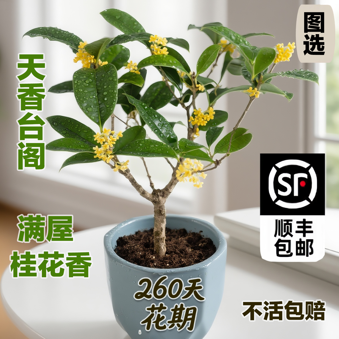 天香台阁矮株土培水培桂花树小盆栽260天花期黄金桂浓香型
