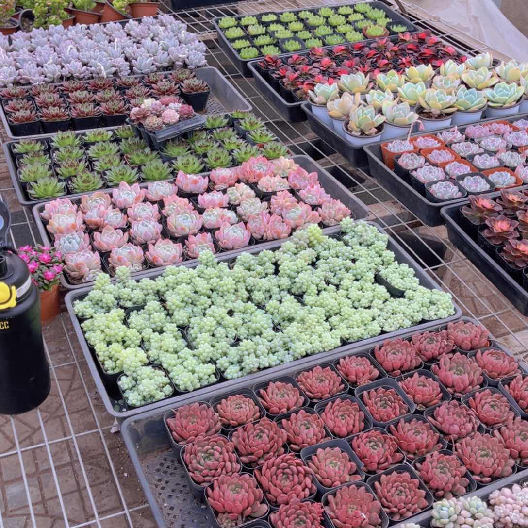 38元多肉搭配，多肉植物