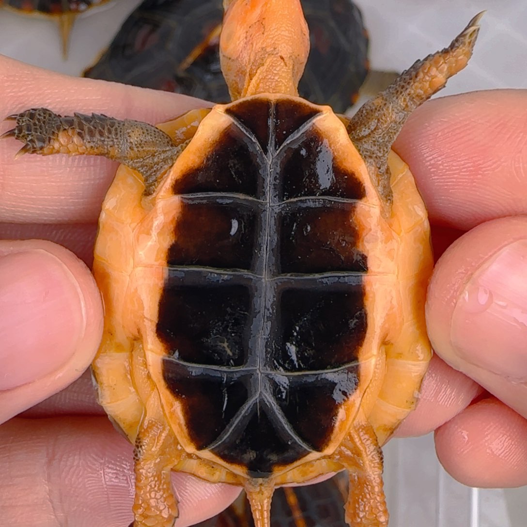 不分公母宠物龟皖南安