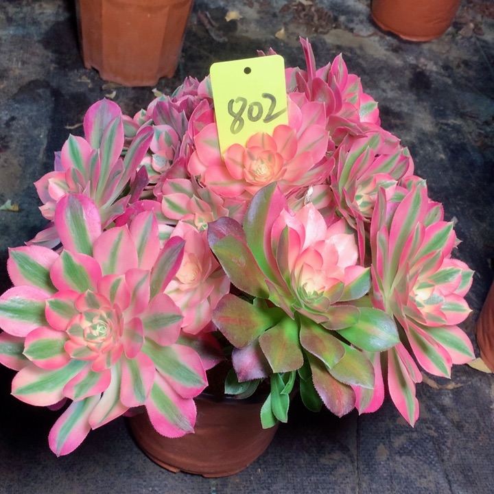 802粉女巫花脸多肉111111